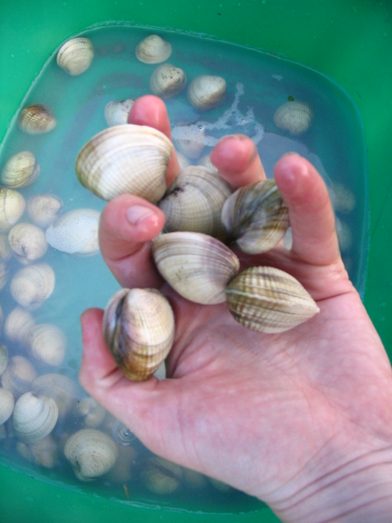 cockles Dig your toes into the sand on many North Island b… Flickr