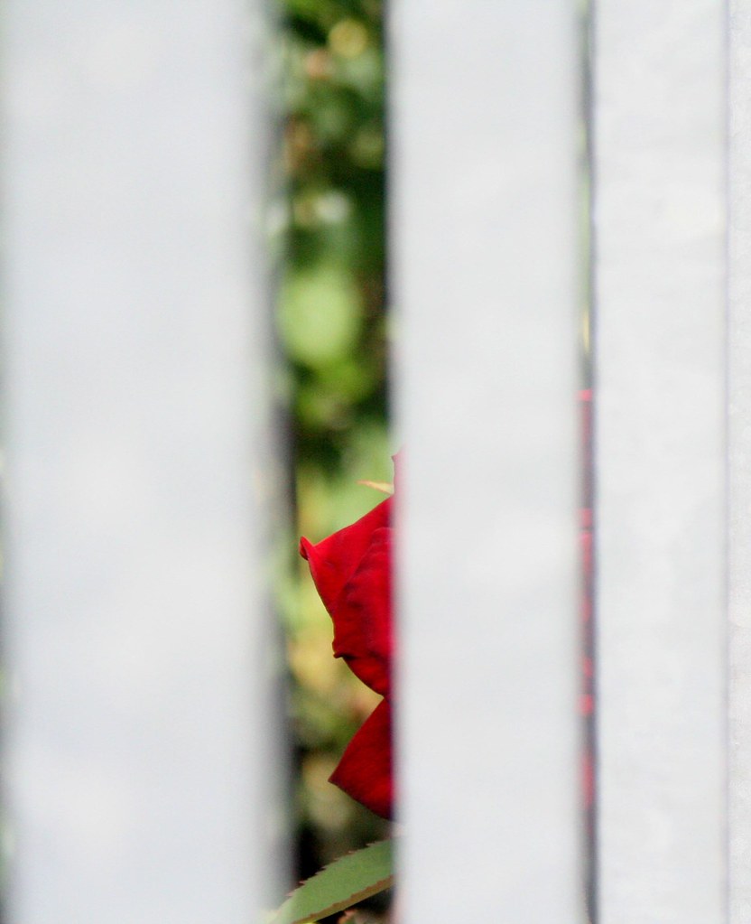 roses really smell like poopoo Anna Poggioli Flickr