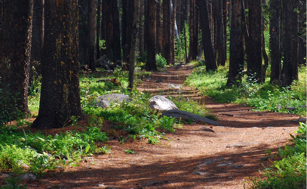 Woodland Path Russell Flickr