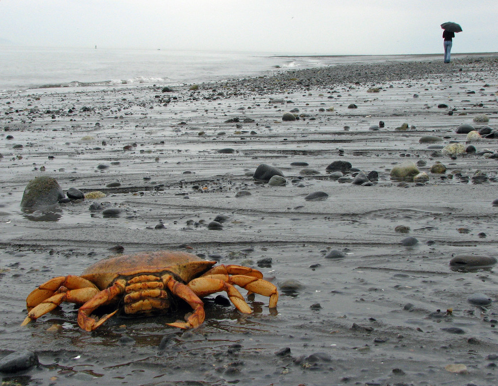 Low Tide Homer Spit, Kachemak Bay, Alaska. Denny Gill Flickr