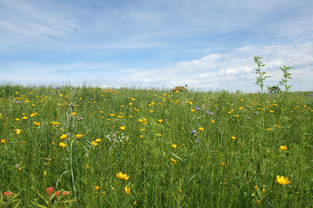 Black Earth Rettenmund Prairie Photo taken at Black Earth … Flickr