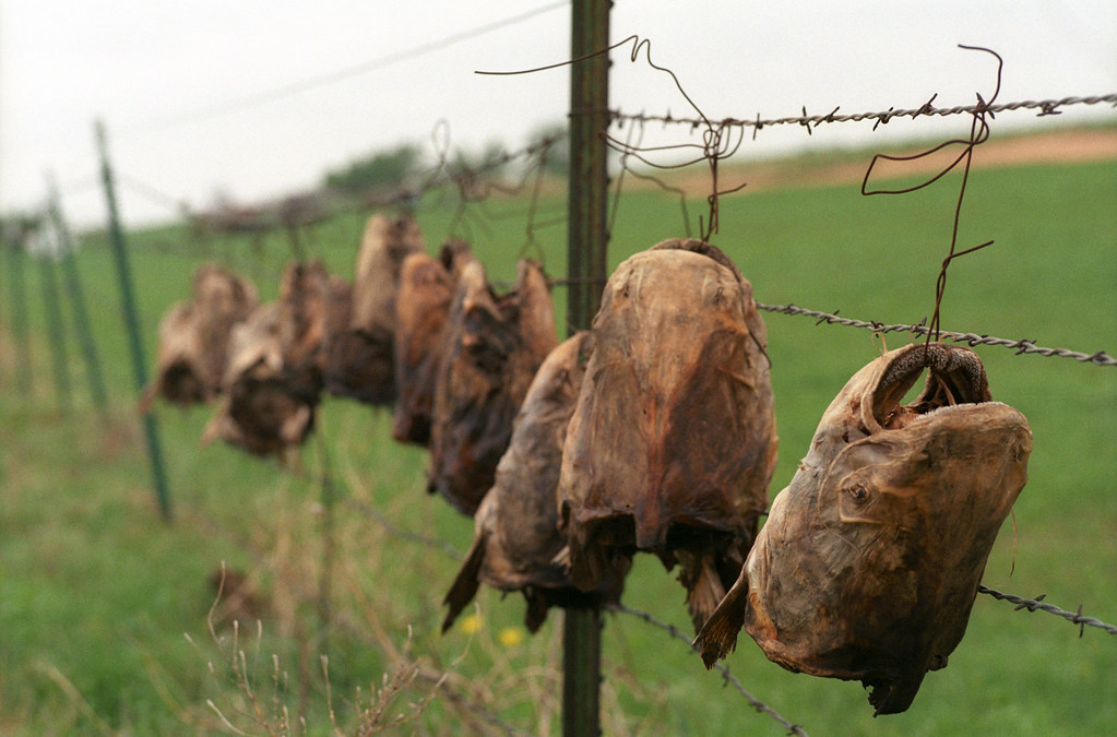 Catfish Heads Crowell, TX Catfish heads hang proudly on … Flickr