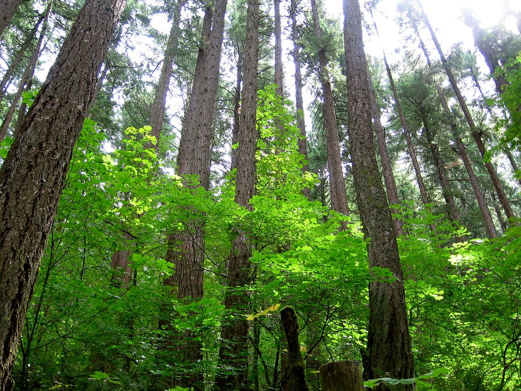 Ainsworth State Park Ainsworth State Park, Columbia brx0