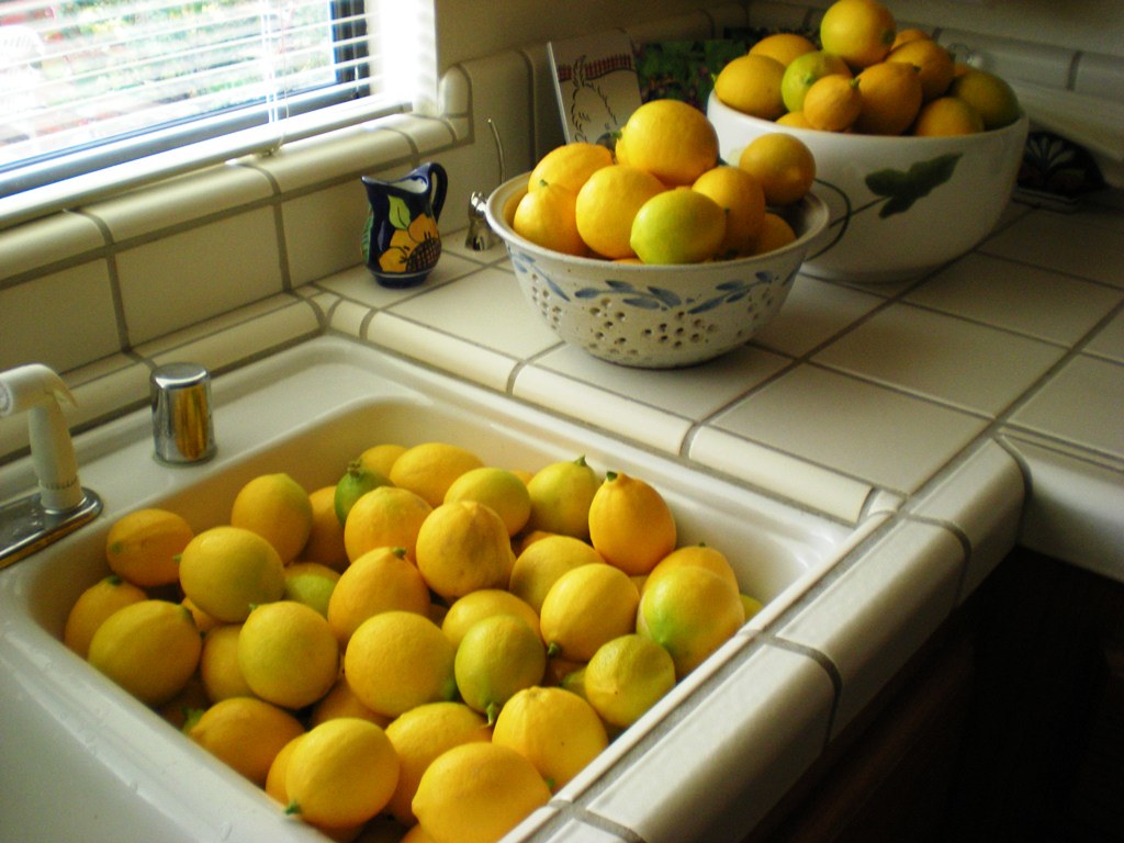 Lemons 150 lemons from our lemon tree in Sonoma. Sarah Stierch Flickr