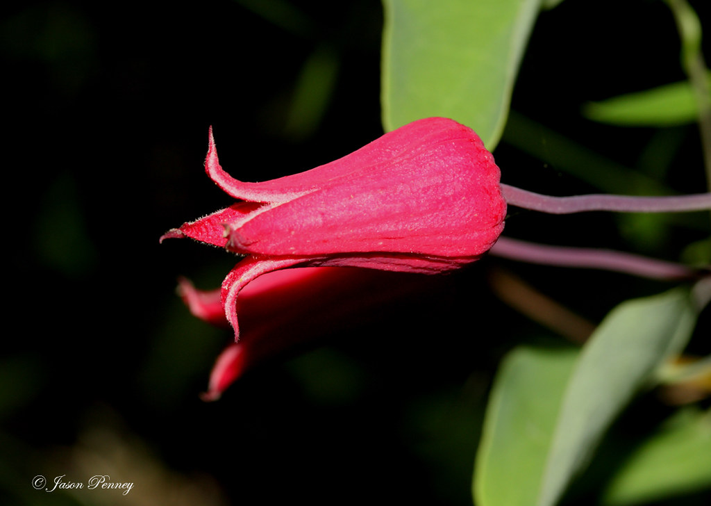 Scarlet Leather Flower Clematis texensis A true Texas na… Flickr