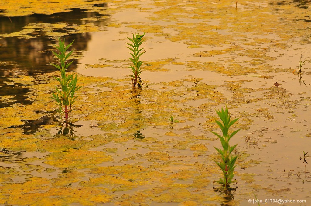 Heritage Lake, Mackinaw, IL, USA 125 mm, f/8, 1/3 Second, … Flickr
