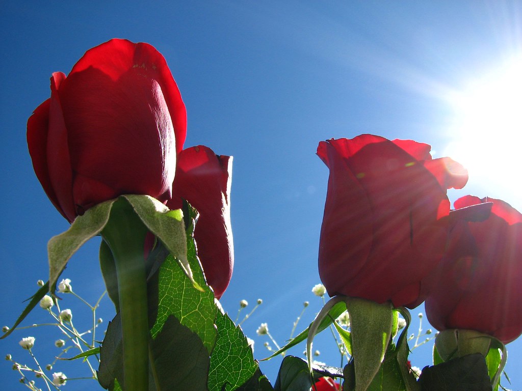 Roses_03 Roses In The Sun Roses in the sun. Lori Parsons Flickr