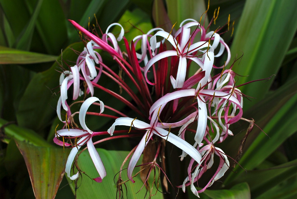 Jamaican Flowers in full bloom Bman Photography Flickr