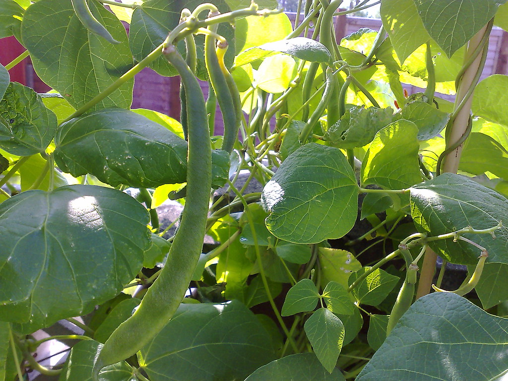Runner beans Growing in abundance in my back garden. Tak… Flickr