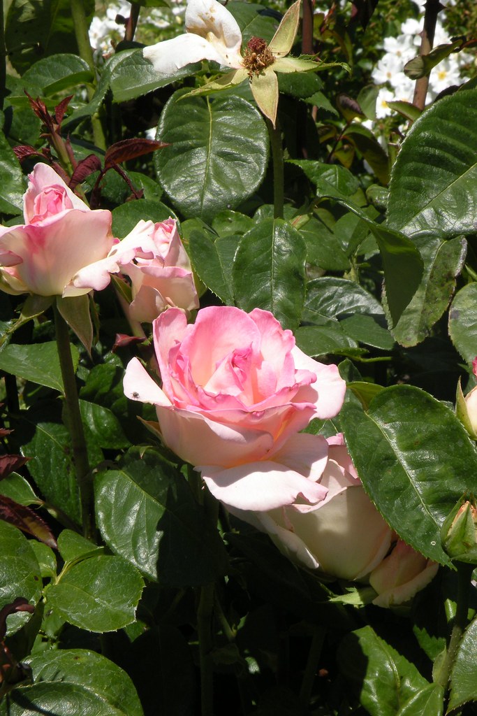 RoseGarden 037 John Jamieson Flickr