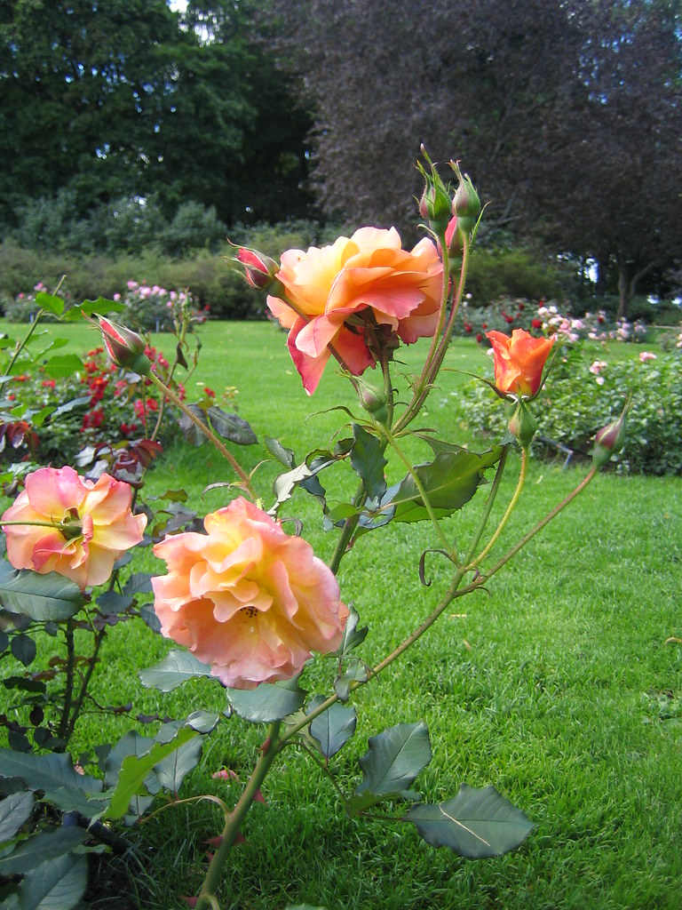 Rose "Westerland" Hatanpään arboretum, Tampere, 27th Augus