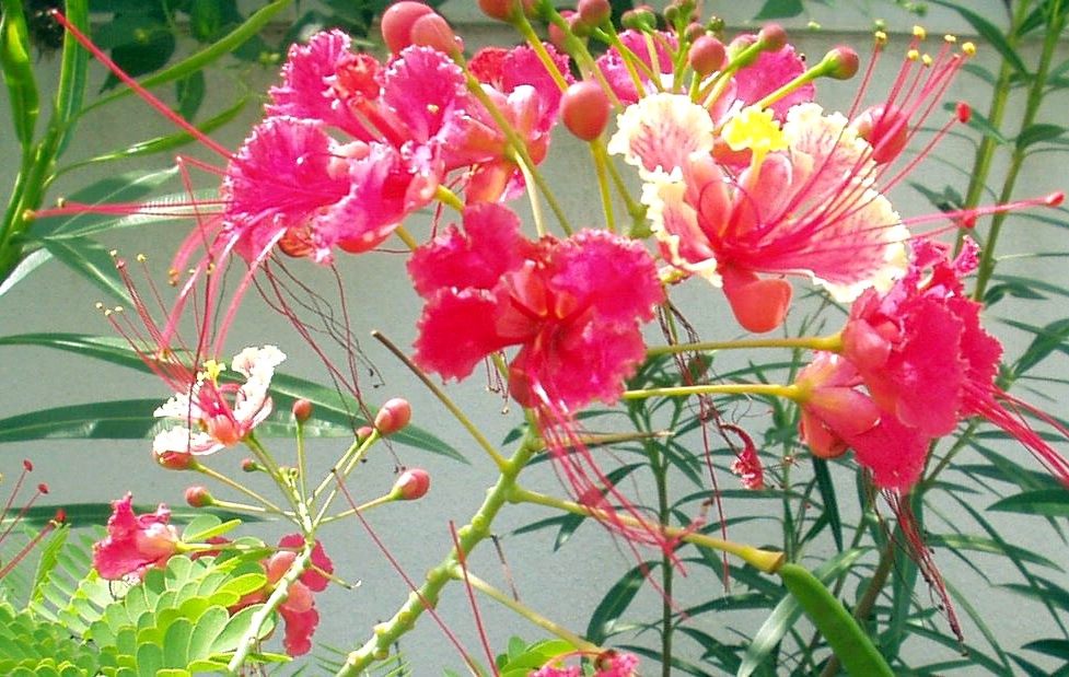 Mayil Kondrai These flowers blooming in bunches are called… Flickr