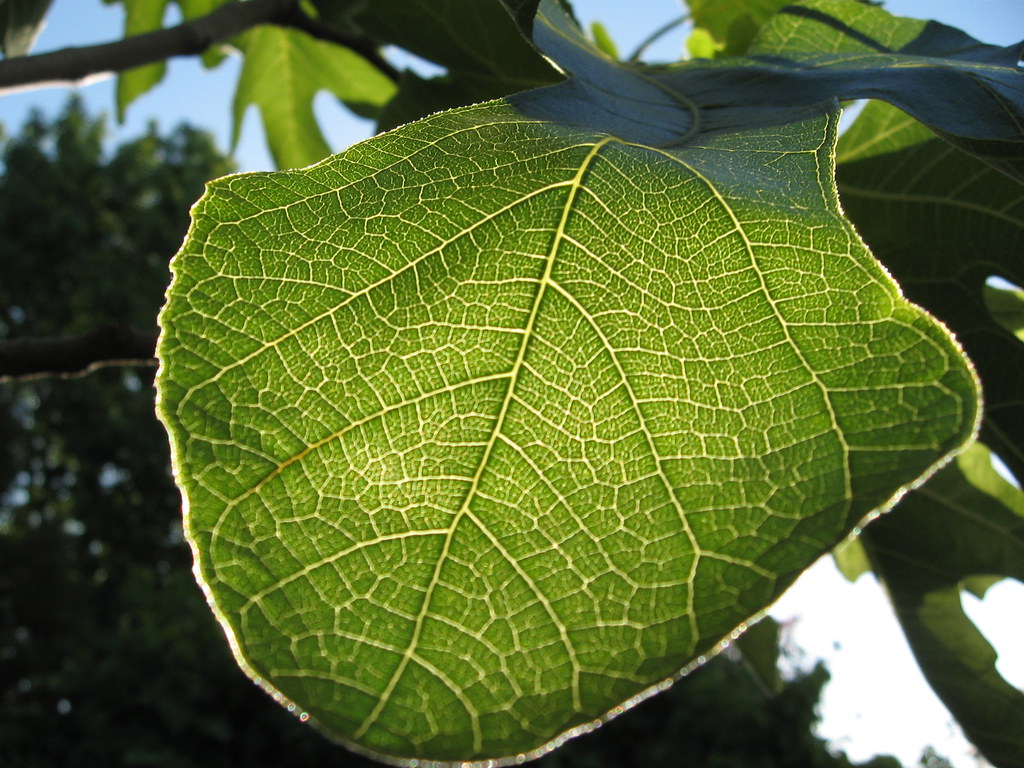 Fig leaf November 2006 Michael Flickr