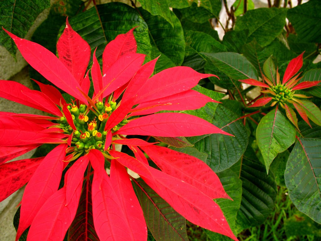 flor de noche buena Description/Descripción > antiguadaily… Flickr
