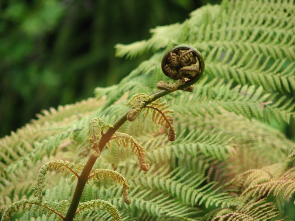 Koru, New Zealand A koru in Waitomo, New Zealand... home o… Flickr