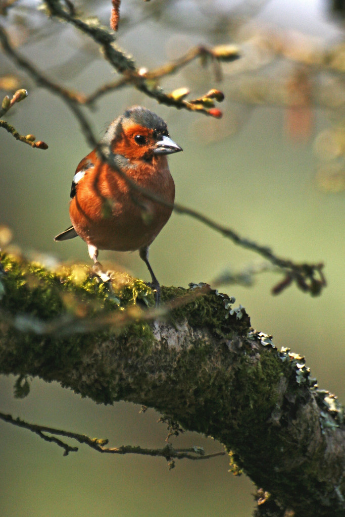 Holo Chaffinch 3 Orford Mill , Tottington, Devon Frank Darnell