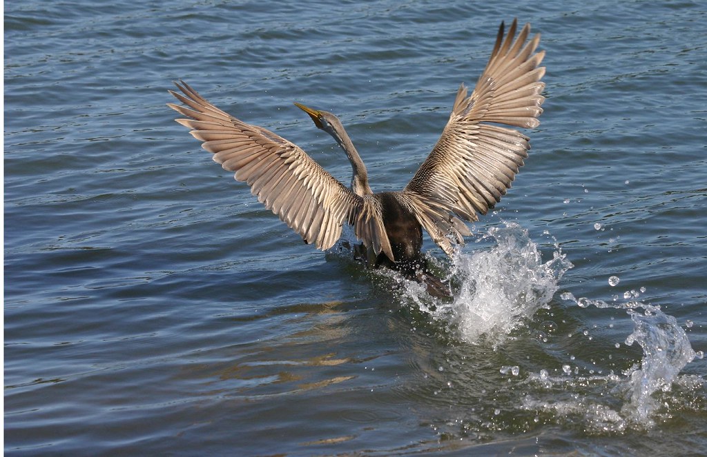 Darter A darter anhinga melanogaster at Narrabeen Lake in … Flickr
