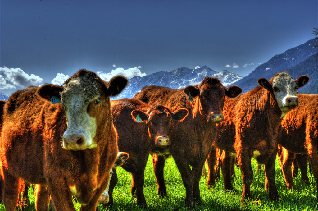 Pemberton Farms Mid May Day in the Pemberton Meadows dbsteers Flickr