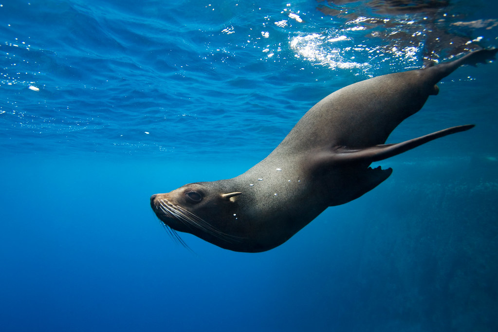 Galapagos Fur Seal Galapagos, Ecuador James Scott Flickr