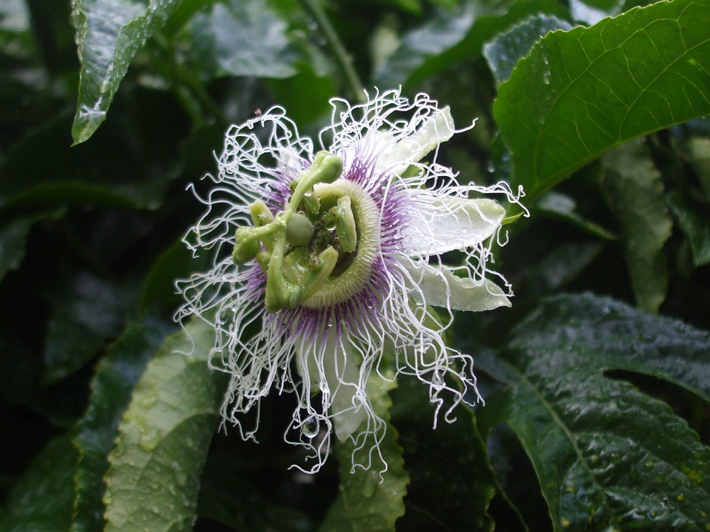 Passion flower What an amazing flower. Never ceases to ama… Vivian