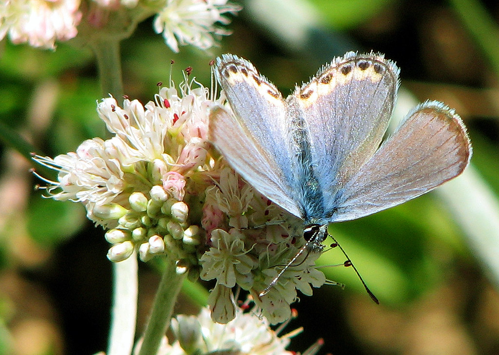 Azure Beauty Blue Butterfly, California Native Garden, UCS… Flickr