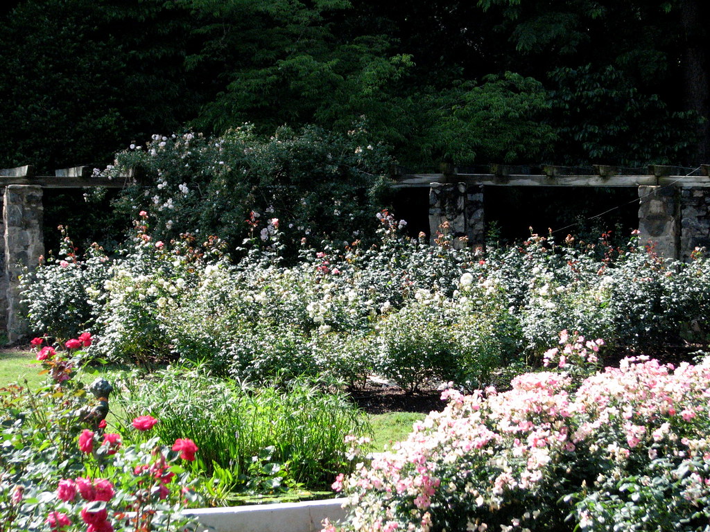 Rose Garden, Raleigh NC 6749 bobistraveling Flickr