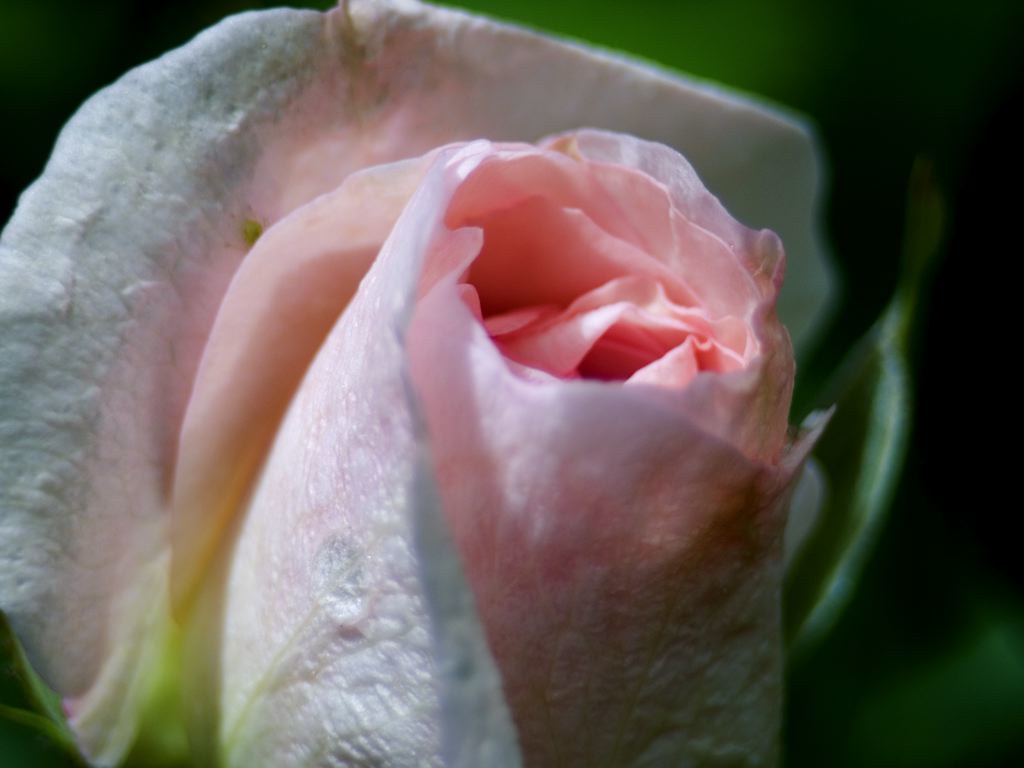 Mordent Blush Rose Delicate rose that blooms several times… Flickr
