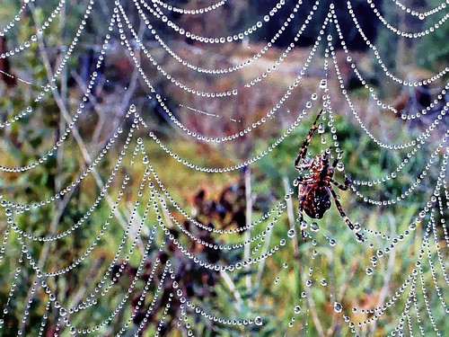 Garden spider Early morning, Monroe, Washington Canon A1 Helen Flickr
