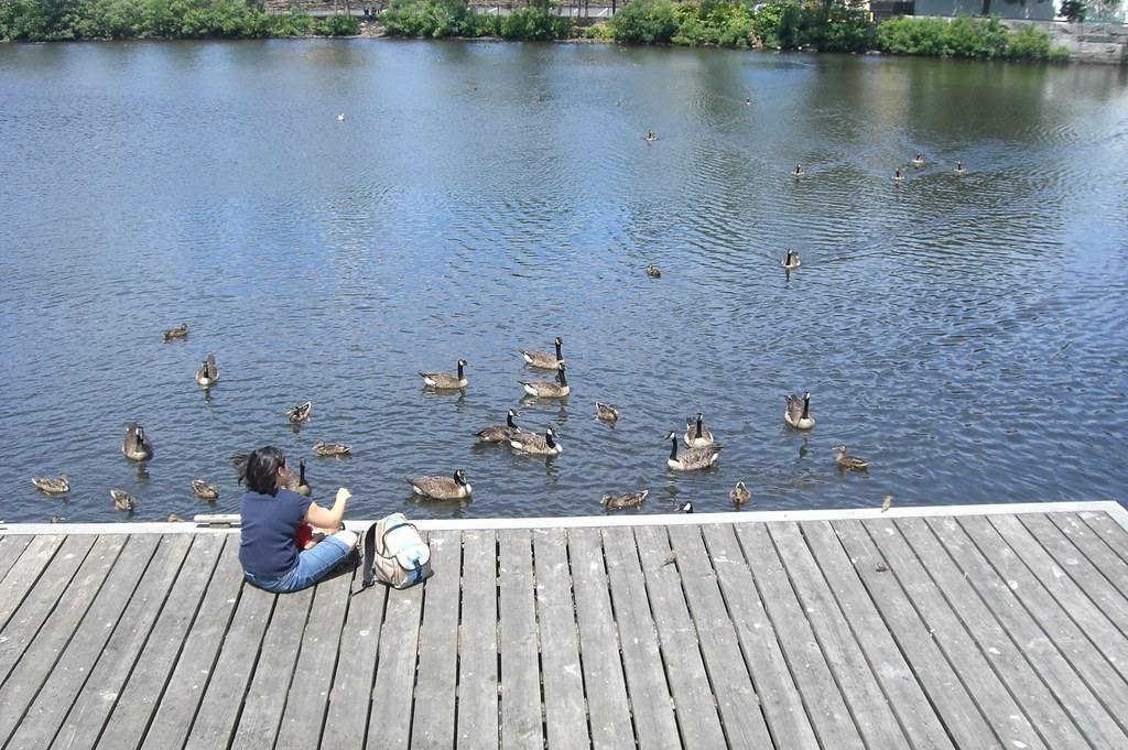 Feeding geese and ducks our leftover tortilla chips Flickr