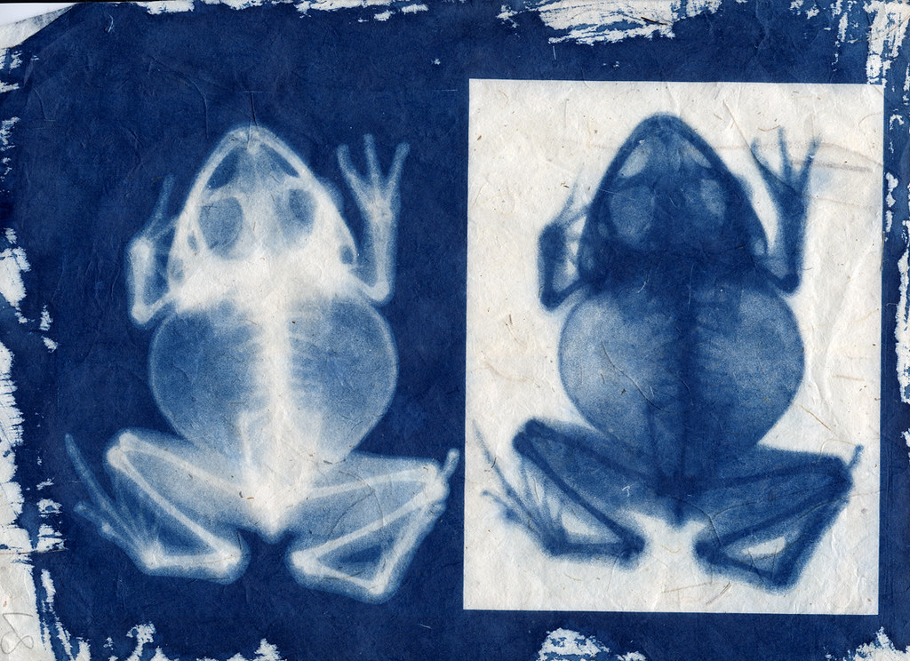 Positive & Negative Frogs Cyanotype print from an xray an… Flickr