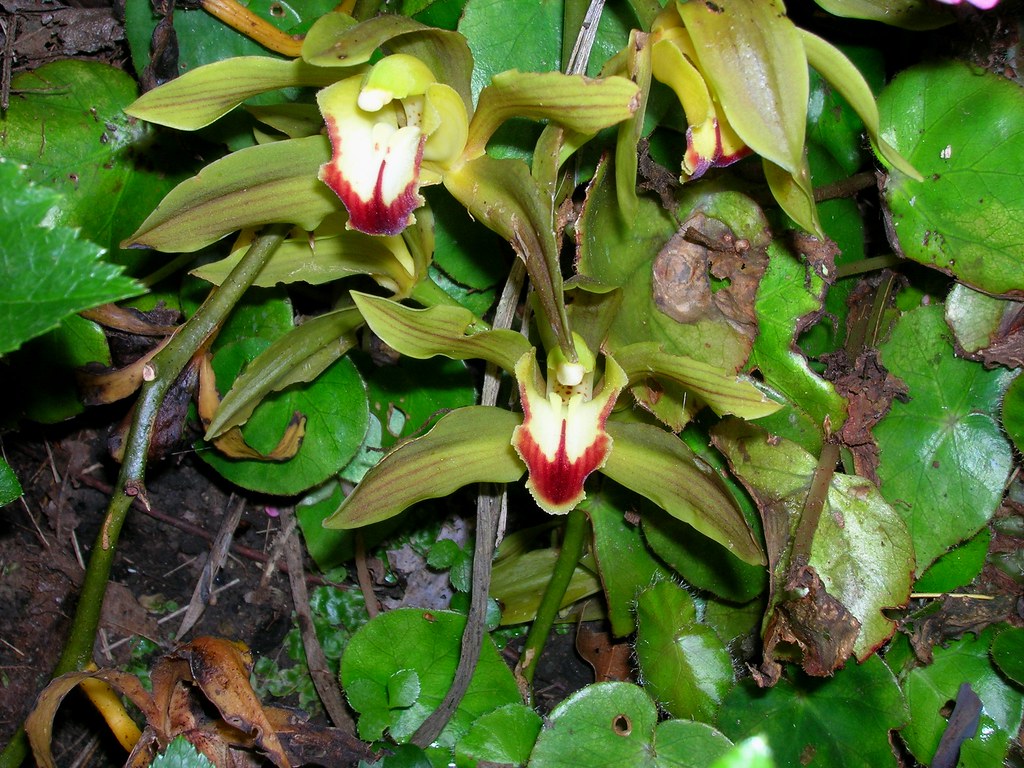 Orchid at Ayrlies Garden, New Zealand Flickr