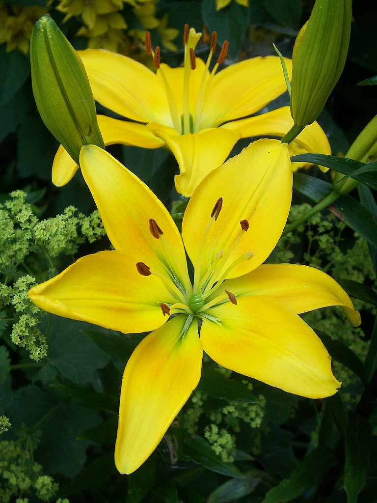 Ambassador Lilies (2) Scientific name Lilium. Also known … Flickr