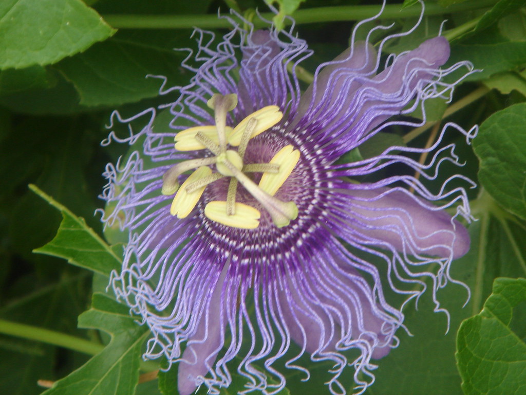 PASSION FLOWER I took a cutting from someone's yard last y… Flickr