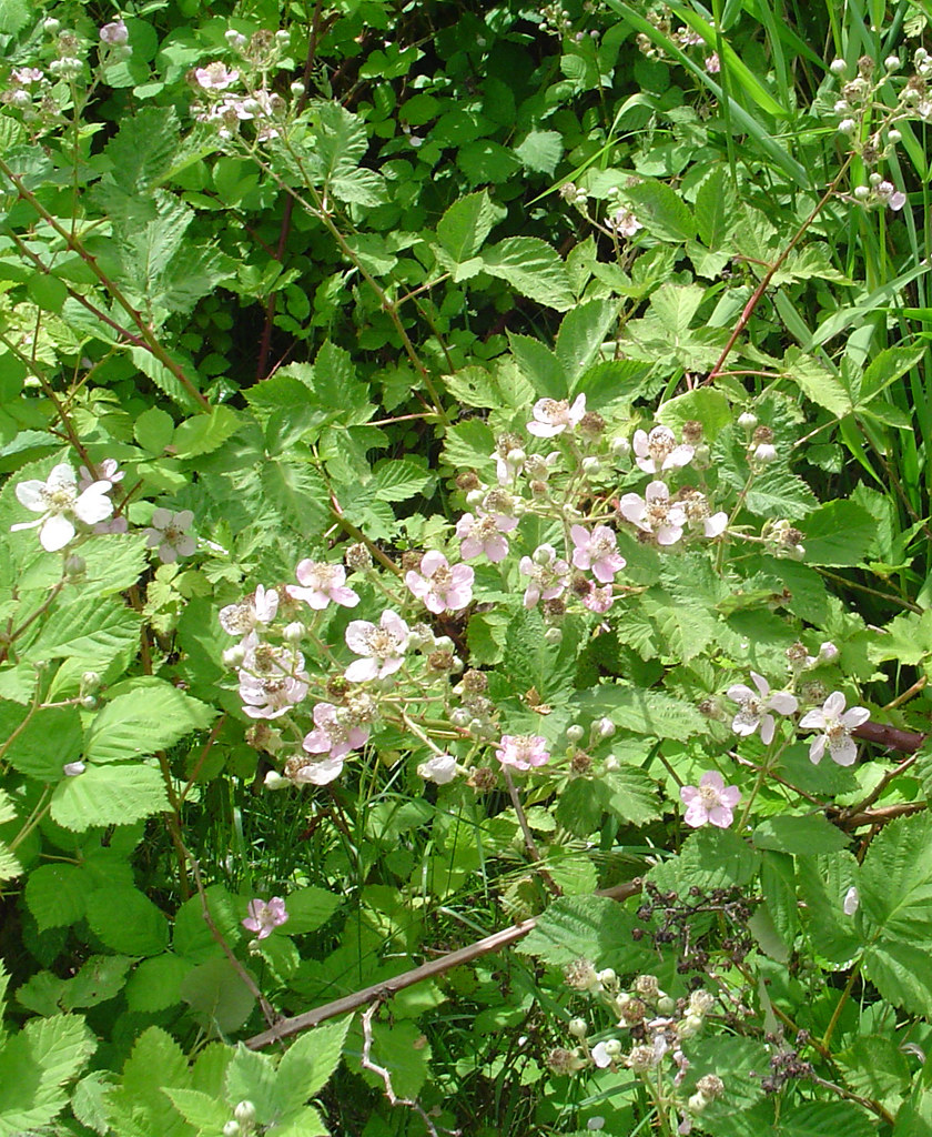 Blackberry Blossoms These will turn into delicious blackbe