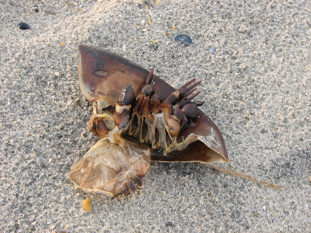 Horseshoe Crab part Dan Century Flickr