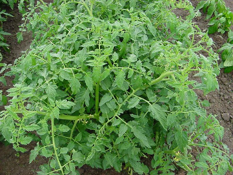 Rutgers Tomato Plants