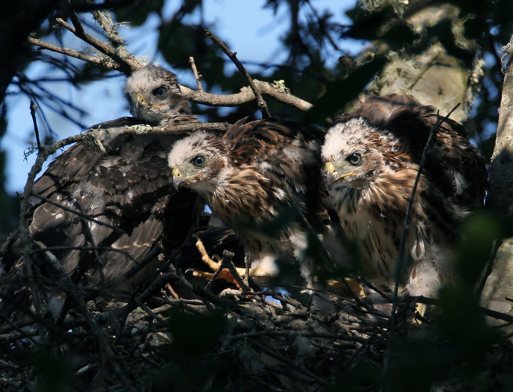 Cooper's Hawk Nest Cooper's Hawk (Accipiter cooperii) chic… Flickr