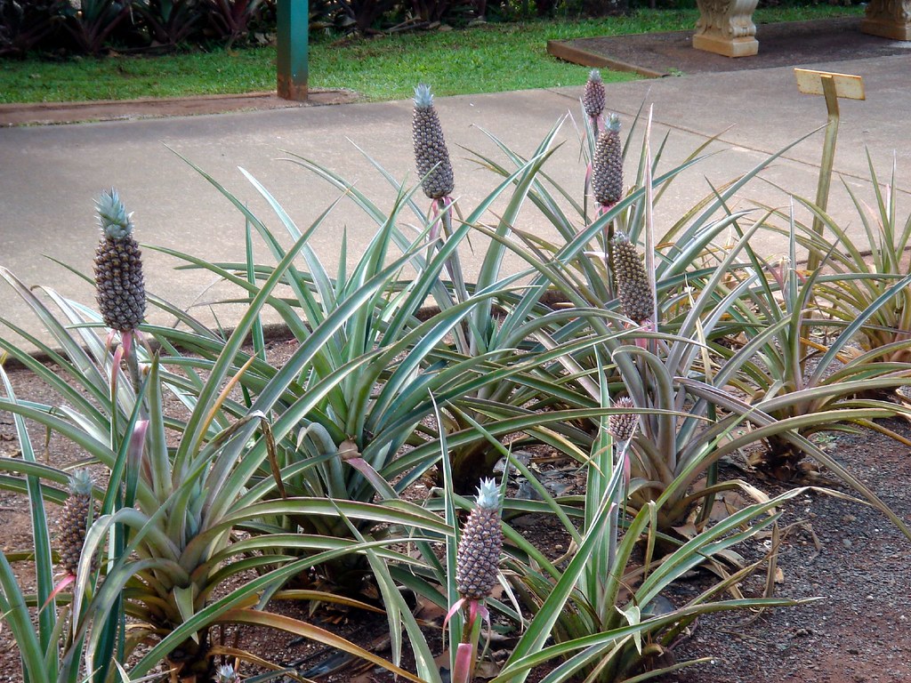 22f Dole Pineapple Farm Pineapple Plants (E) More pine… Kansas