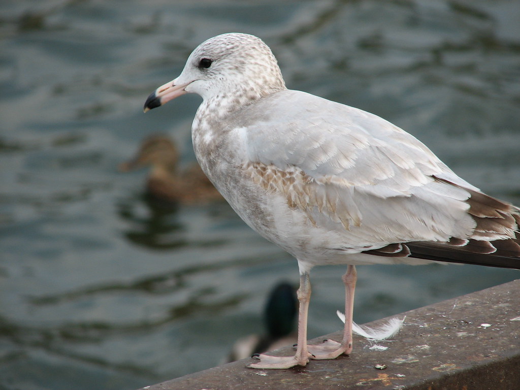Bird Bird in Erie, PA albemar78 Flickr