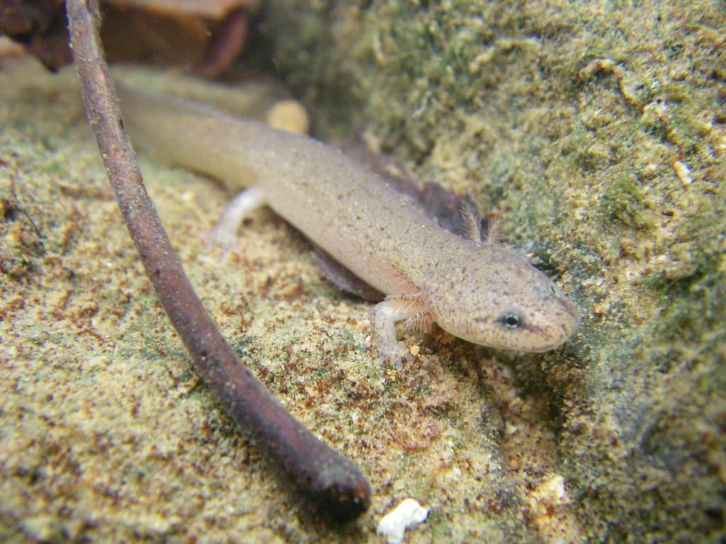 Pseudotriton ruber Red salamander hatchling underwater KY… Flickr