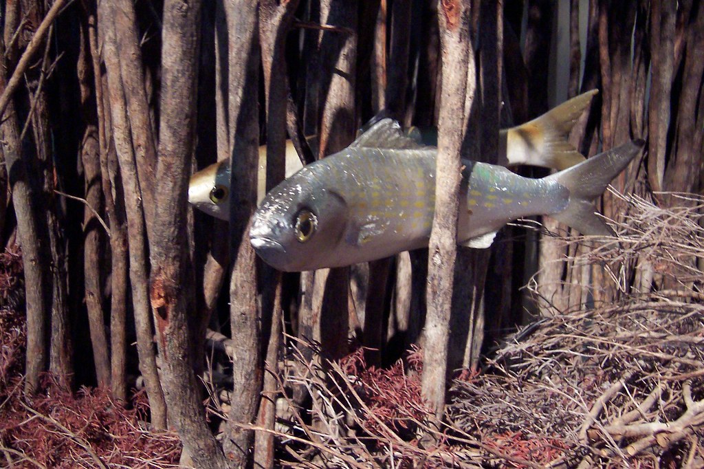 Fish in reeds Maritime Museum Fremantle Western Australia Flickr