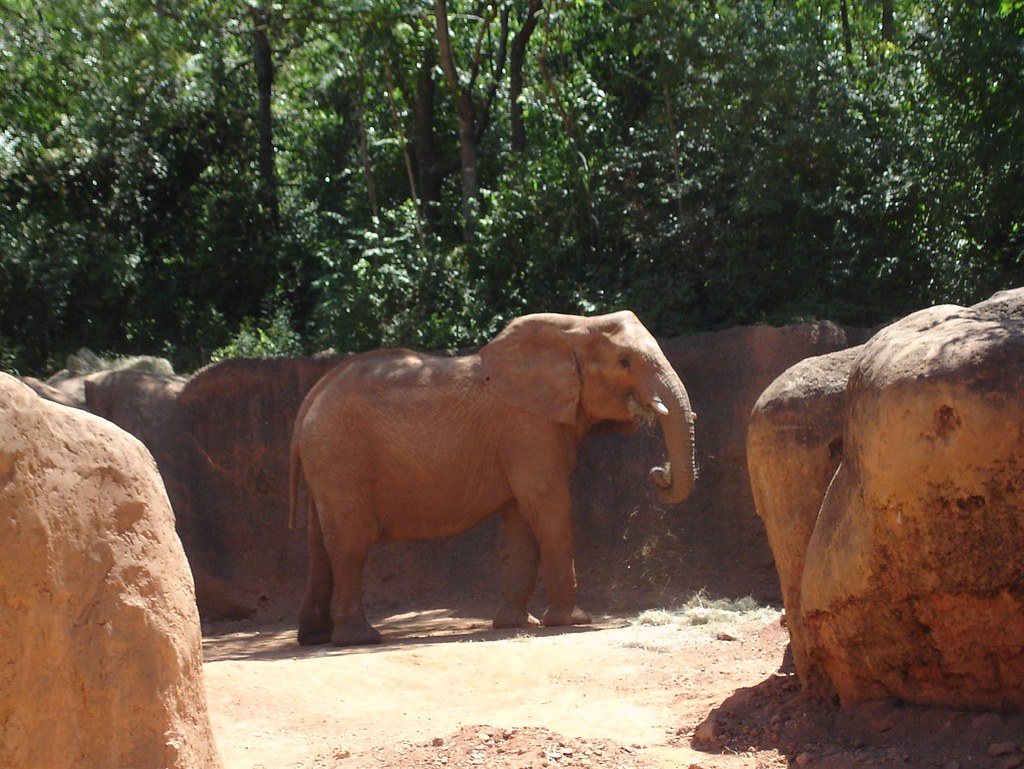 Zoo Atlanta Gal Flickr