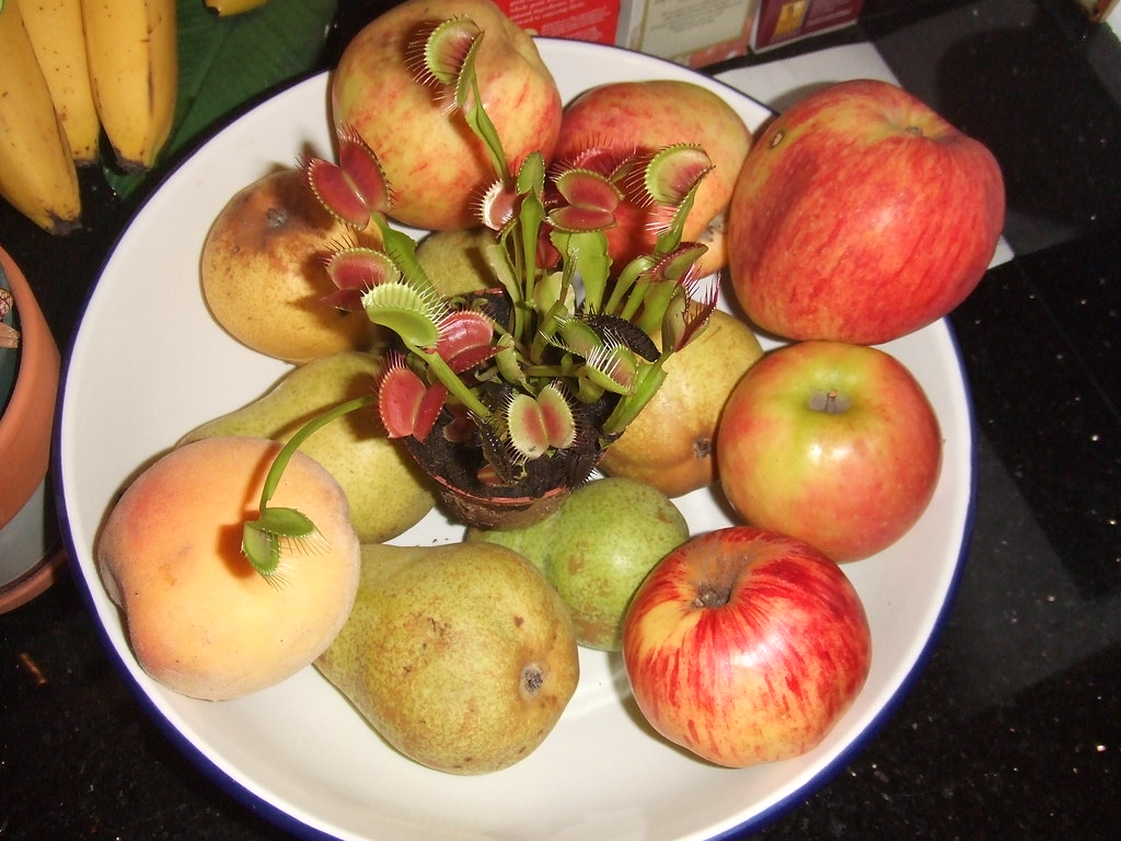 Venus fly trap eating fruit flies Tanya Flickr