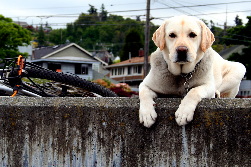 dog alki beach C4Chaos C4無秩序 Flickr