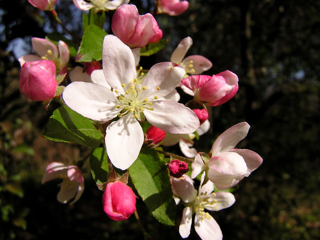 apple blossomclose Here they are in spring. liz west Flickr