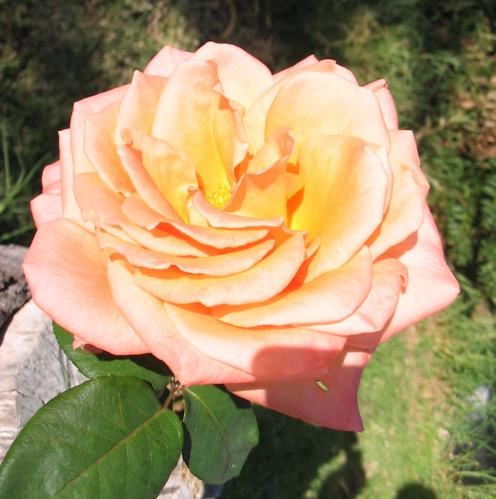 IMG_3481.JPG one rose, many shots. which is the real rose Robert