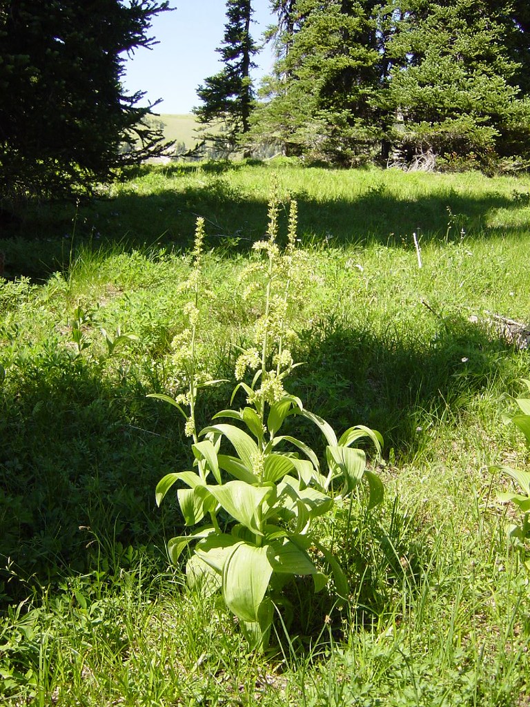 Corn Lily a photo on Flickriver