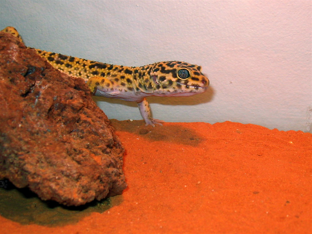 Mister Gecko "Mister Gecko" is Jenn's Leopard Gecko (euble… Flickr