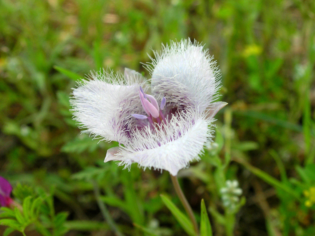 Cat's Ears also known as Elegant Mariposa Lily Calochortu… Flickr