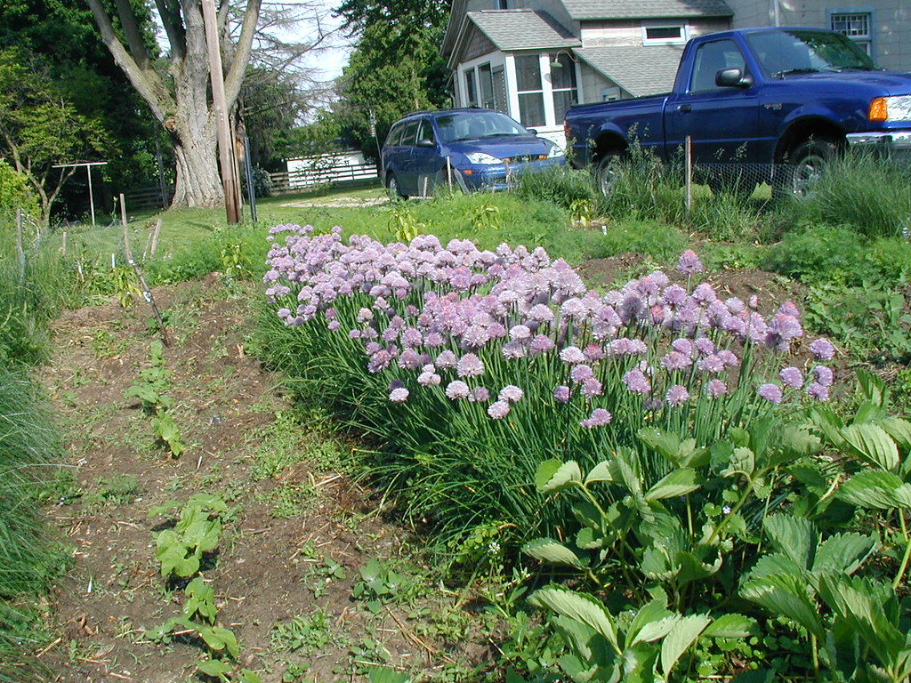 Chives I love to garden. My chives are in full bloom right… Flickr